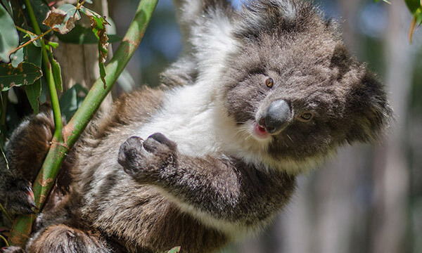 Cleland Wildlife Park Book Them Out