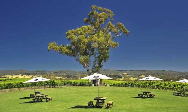Adelaide's Top Food and Wine Tours Book Them Out
