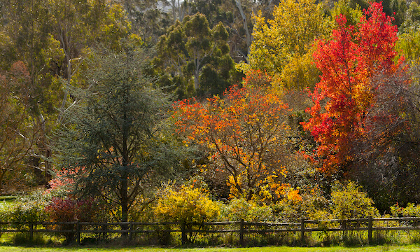 Hans Heysen Book Them Out