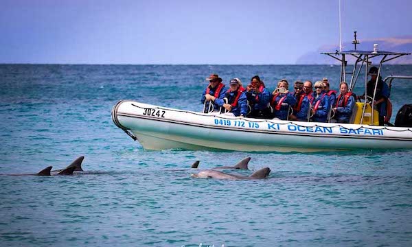 Coastal Safari Book Them Out