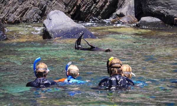 Swim With Dolphins And Seals Book Them Out
