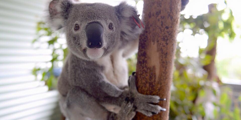 Australia Zoo, Sunshine Coast