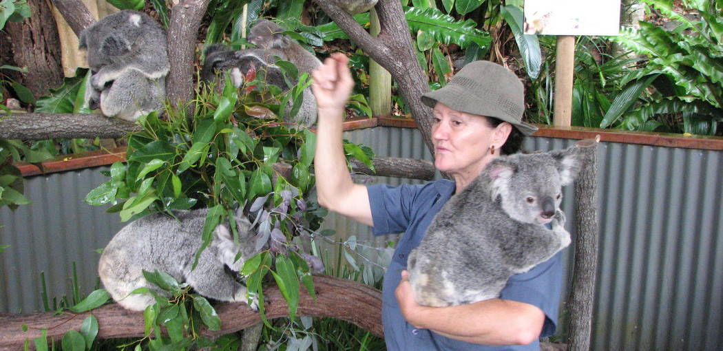 Kuranda Koala Gardens