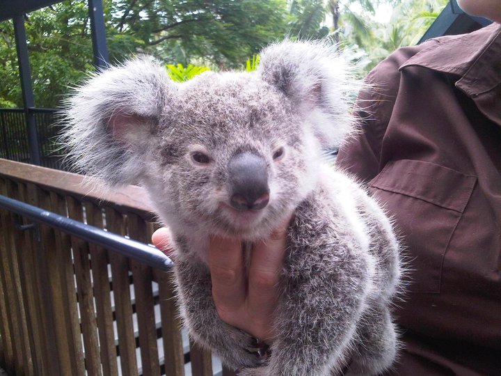 WILD LIFE Hamilton Island, Whitsundays