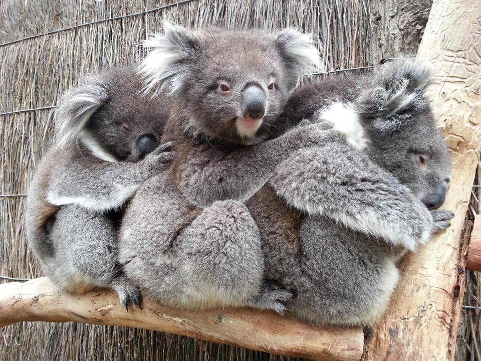 Cleland Wildlife Park, Adelaide Hills