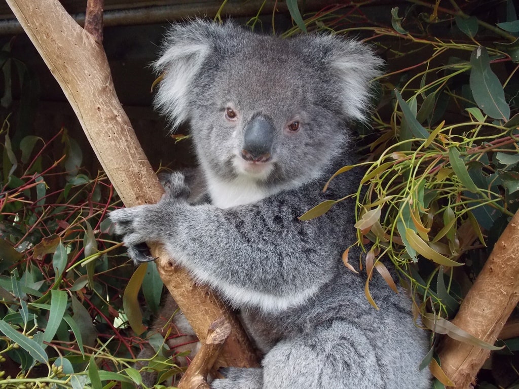 Gorge Wildlife Park, Cudlee Creek