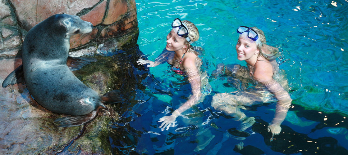 Top 10 things to do on a rainy day on the Sunshine Coast: SEA LIFE Sunshine Coast