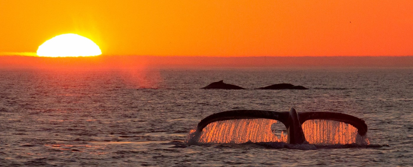 The Best Places In Australia To Visit In June: Ningaloo Reef