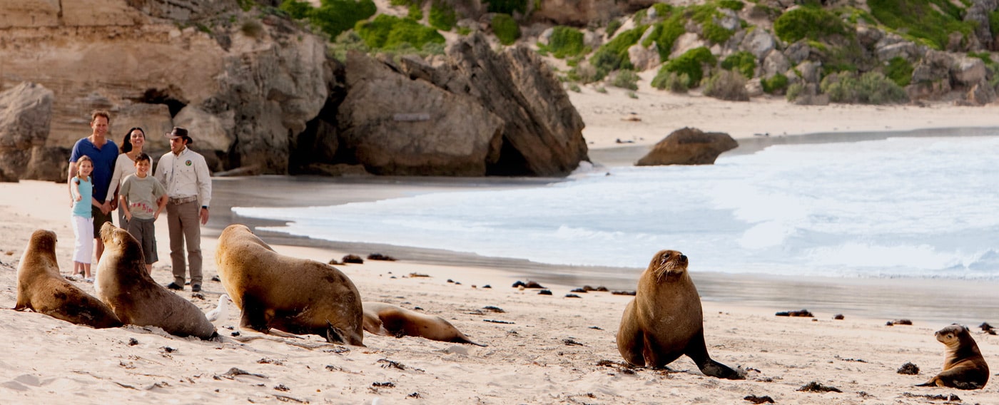 The Best Places In Australia To Visit In June: Kangaroo Island Seals