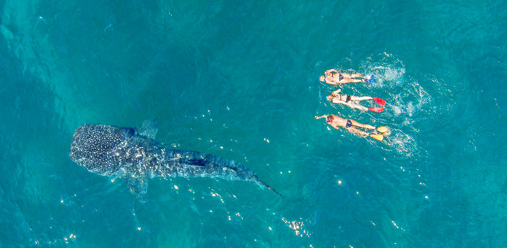 Extraordinary Animal Experiences In Australia Experience Oz Blog