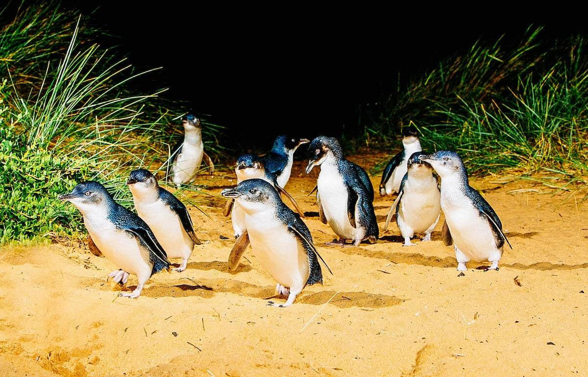Extraordinary Animal Experiences In Australia Experience Oz Blog