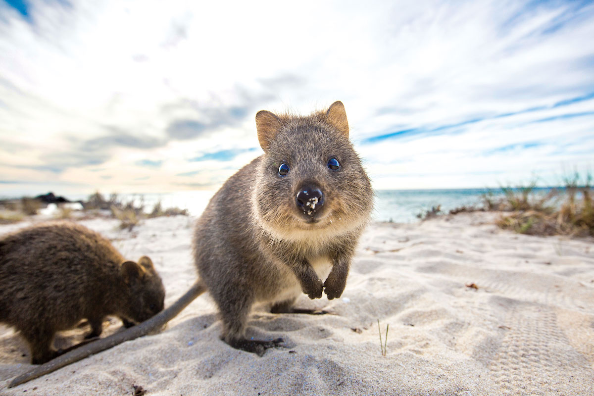 Extraordinary Animal Experiences In Australia Experience Oz Blog