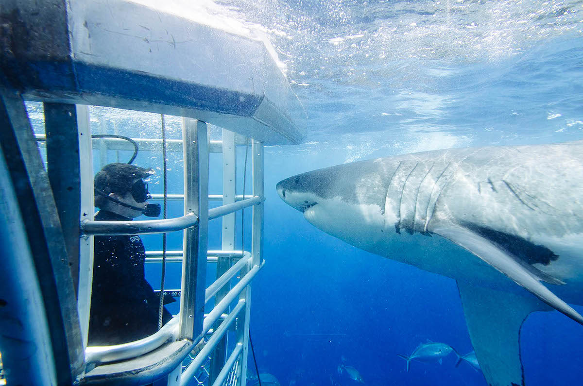 Extraordinary Animal Experiences In Australia Experience Oz Blog