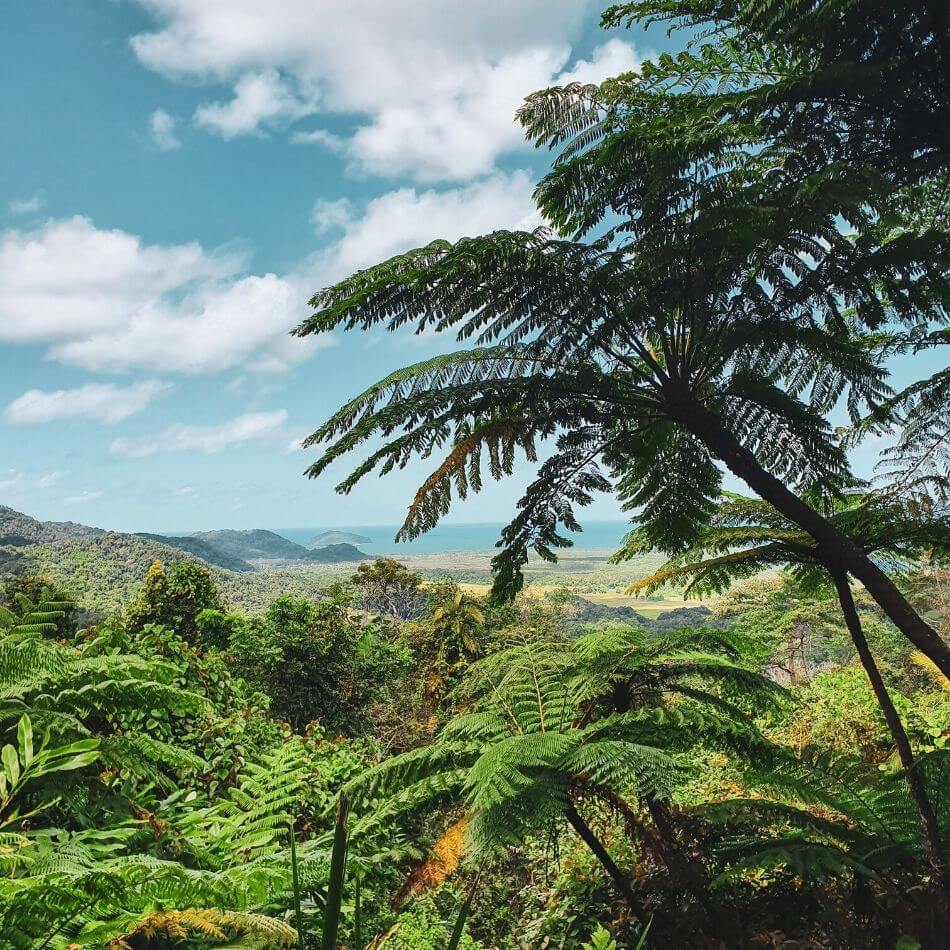 Daintree Rainforest Facts Far North Queensland Experience Oz