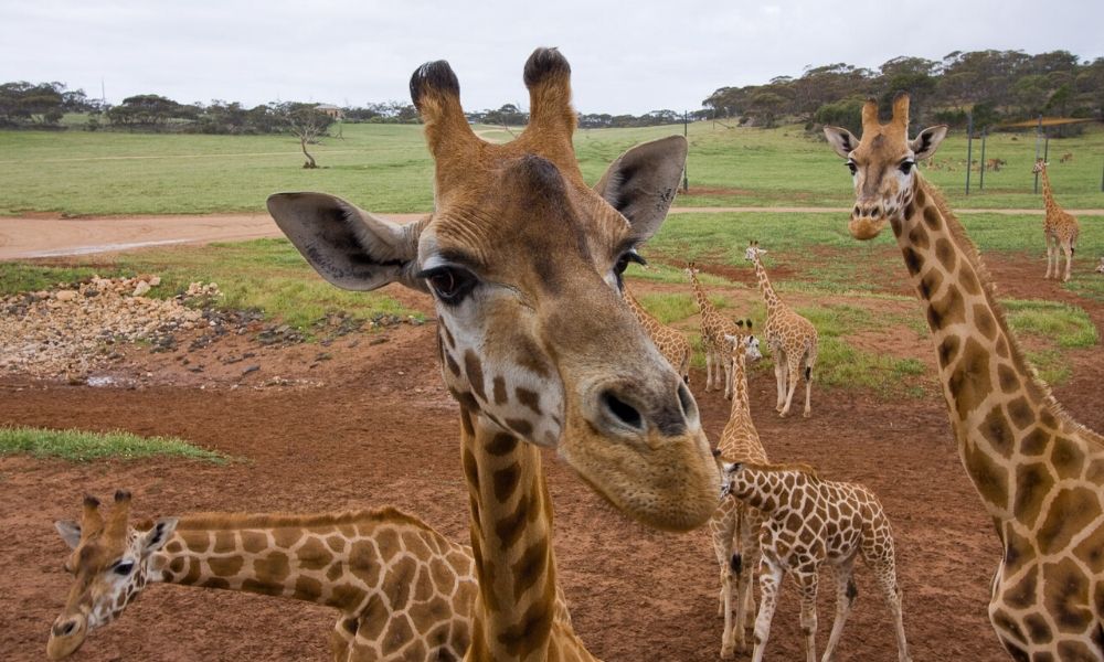 Behind the Experience Monarto Safari Park Adelaide Experience Oz Blog