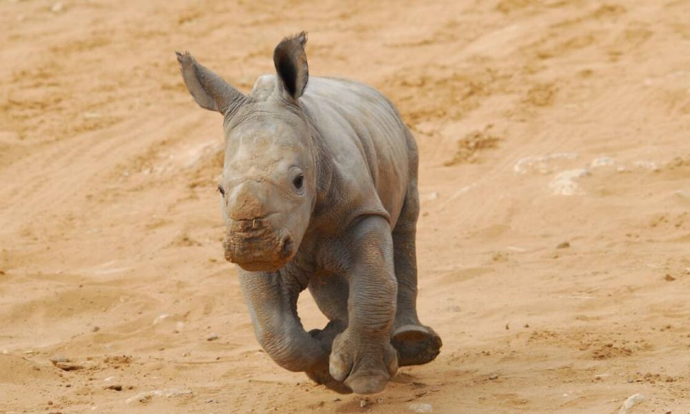 Behind the Experience Monarto Safari Park Adelaide Experience Oz Blog