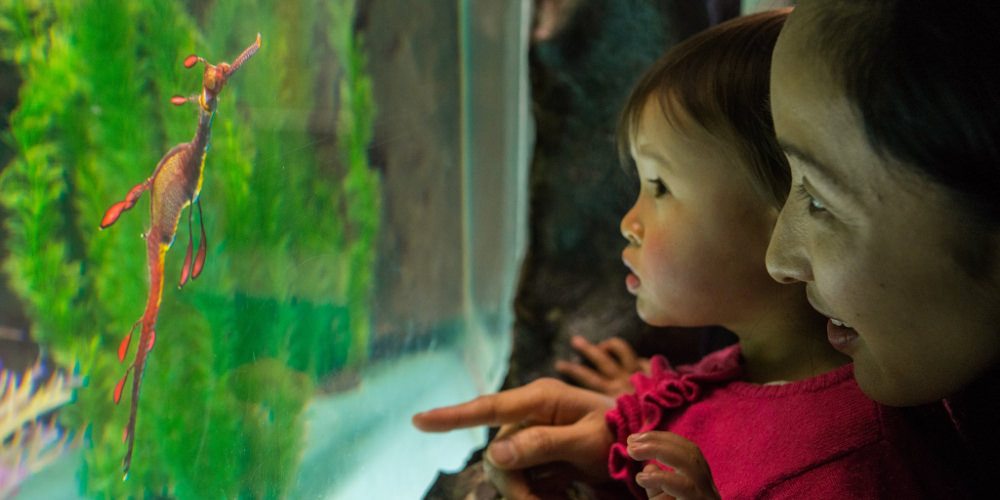 Seahorse World Tasmania Experience Oz