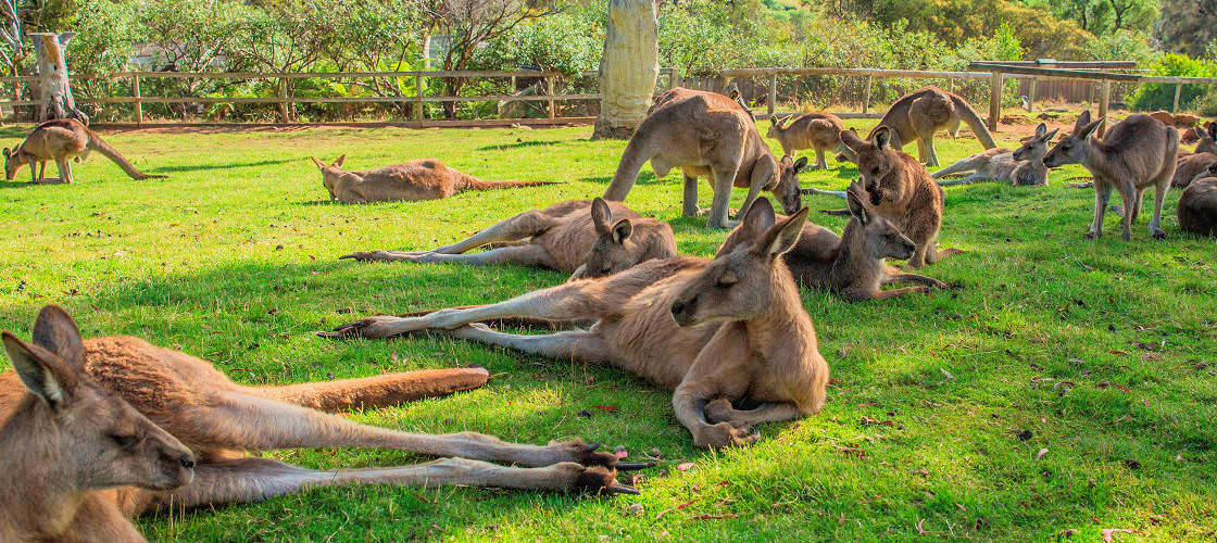 Bonorong Wildlife Sanctuary Tasmania Experience Oz