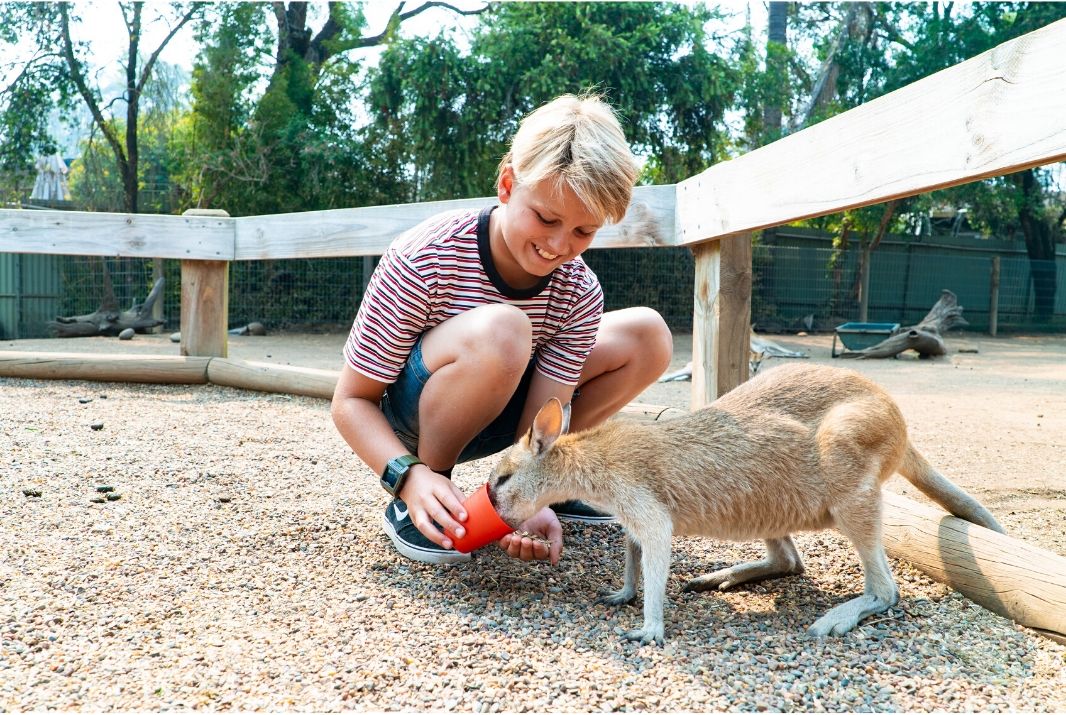 Behind The Experience: Featherdale Wildlife Park Entry Experience Oz