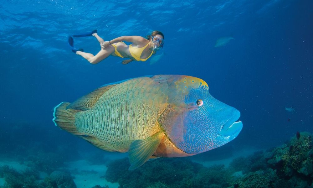 Woman snorkelling with fish at Great Barrier Reef Cairns