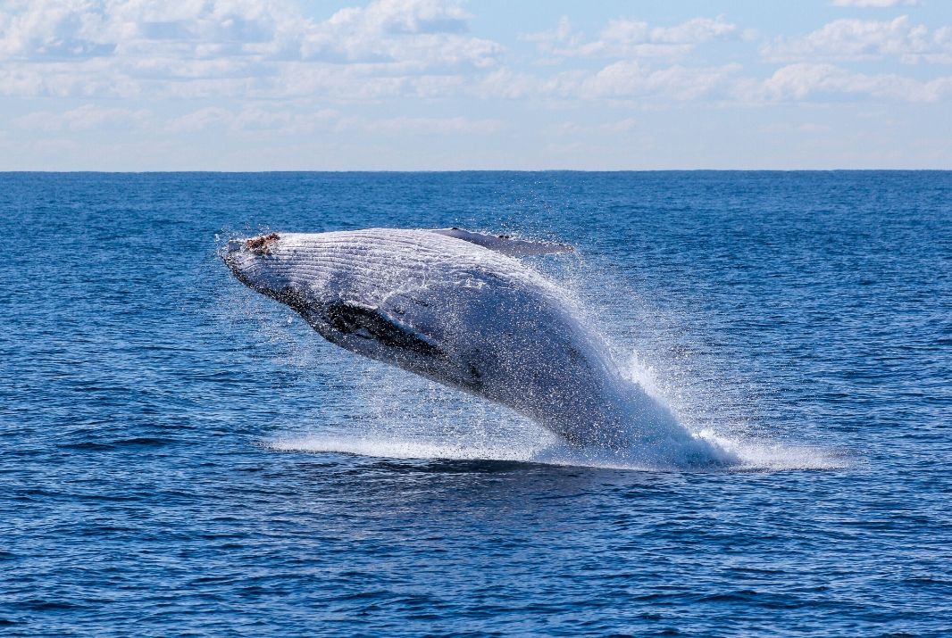 Whale Breaching