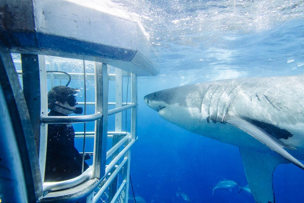Man in shark cage with White Pointer