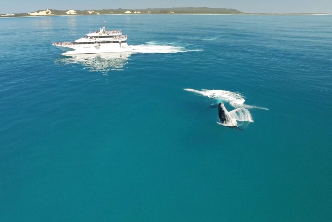 Whale breaching near cruise boat
