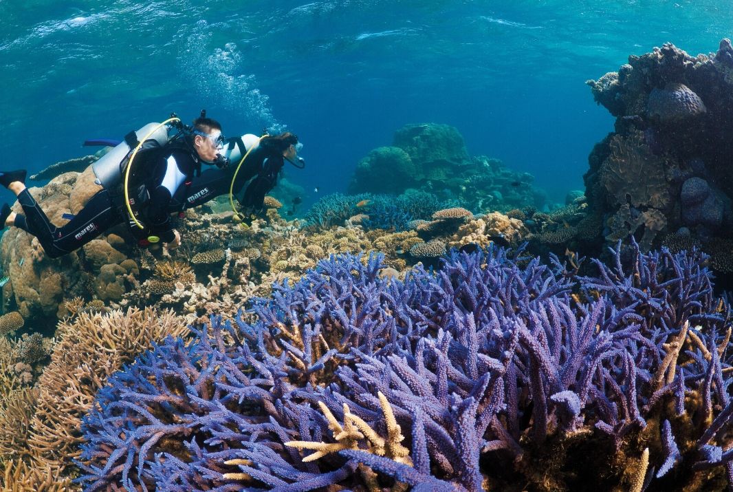 Two divers swimming over Great Barrier Reef Cairns