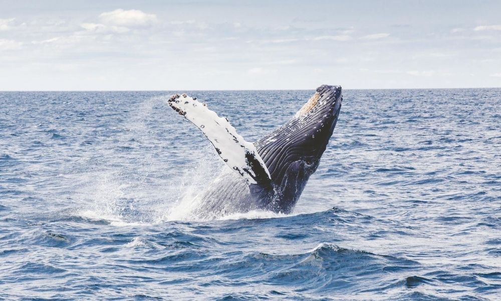 Whale breaching Hervey Bay