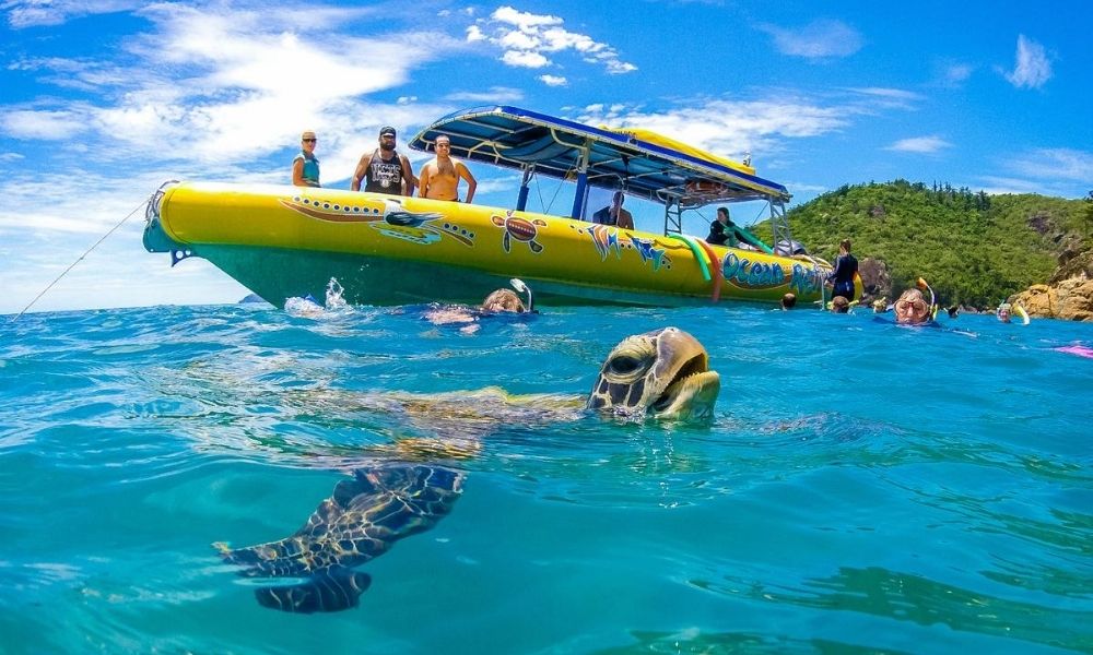 Turtle swimming with snorkelers at the Whitsundays