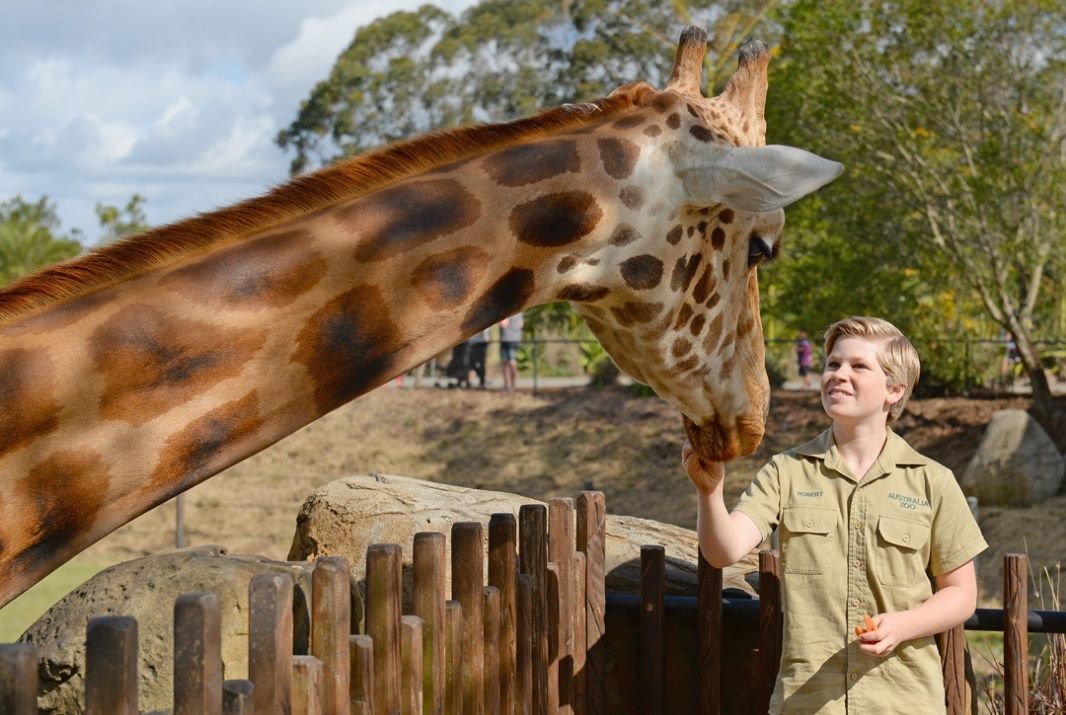 Bob Irwin feeding Giraffe at Australia Zoo Sunshine Coast