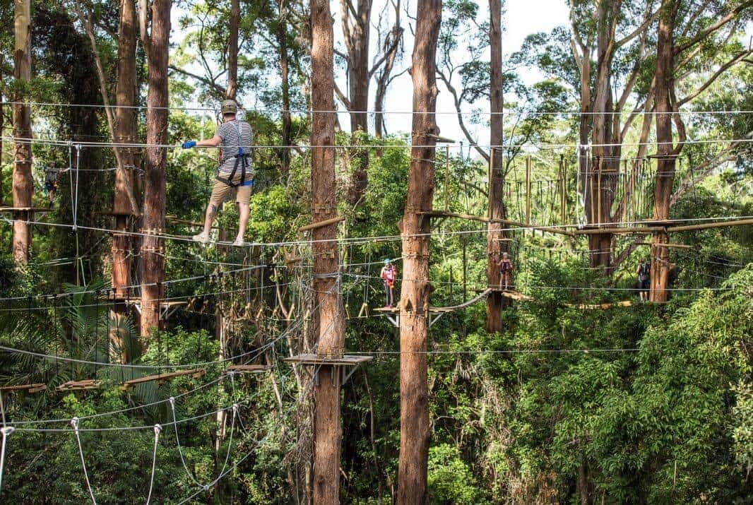 People climbing through Treetop Challenge course Sunshine Coast