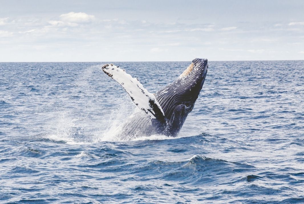 Whale breaching