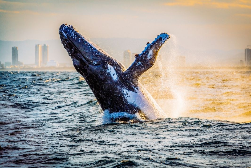 Whale breaching Sea World Cruises Gold Coast