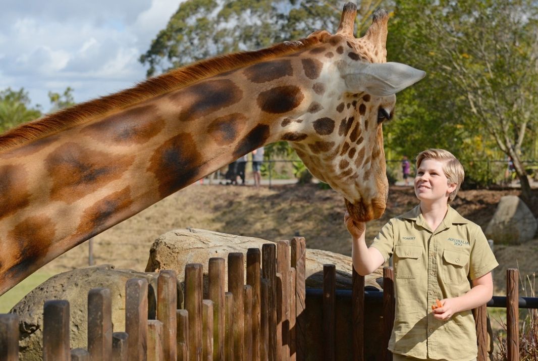 Bob Irwin feeding Giraffe at Australia Zoo Sunshine Coast