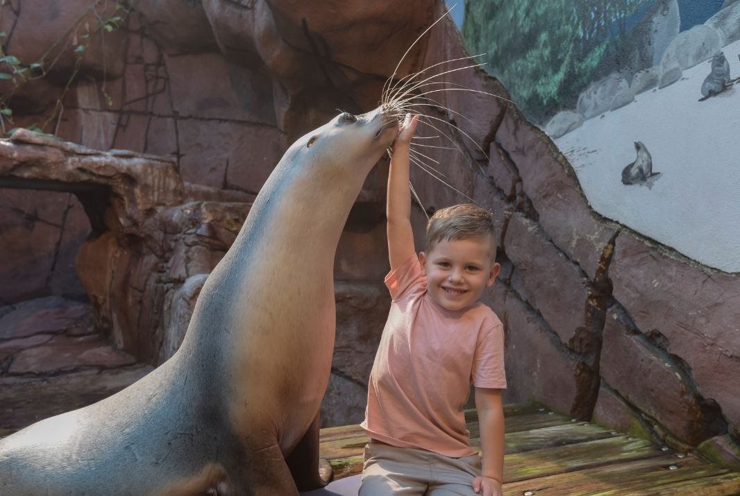 Kid touching seal at Sea Life Sunshine Coast Aquarium