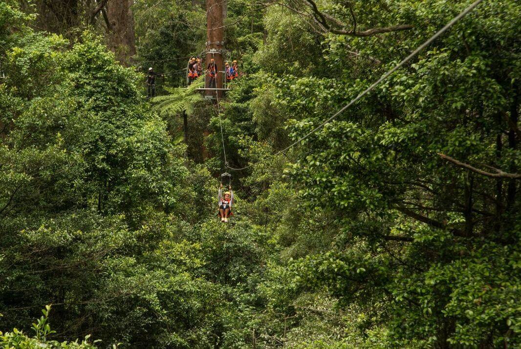 Kids zip lining at Illawarra Fly Treetop Walk and Zipline Challenge
