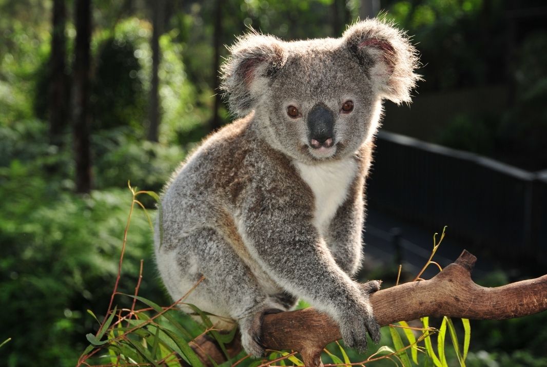 Koala on tree at Australian Reptile Park Central Coast NSW