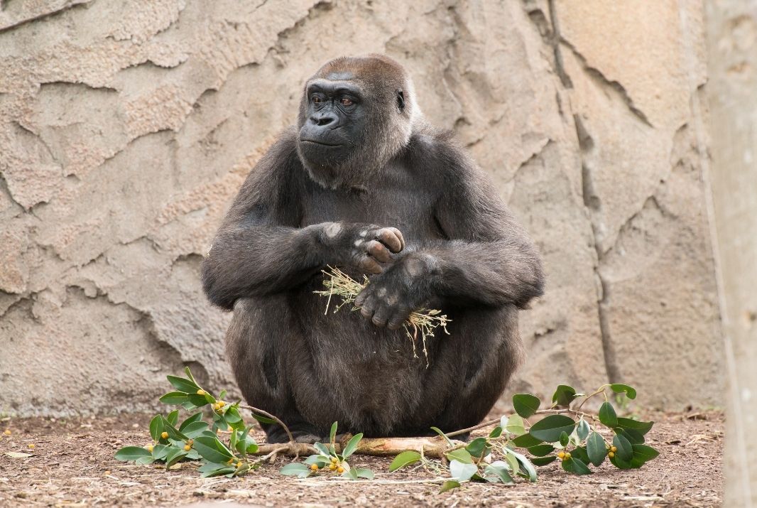 Gorilla at Mogo Wildlife Park Sydney