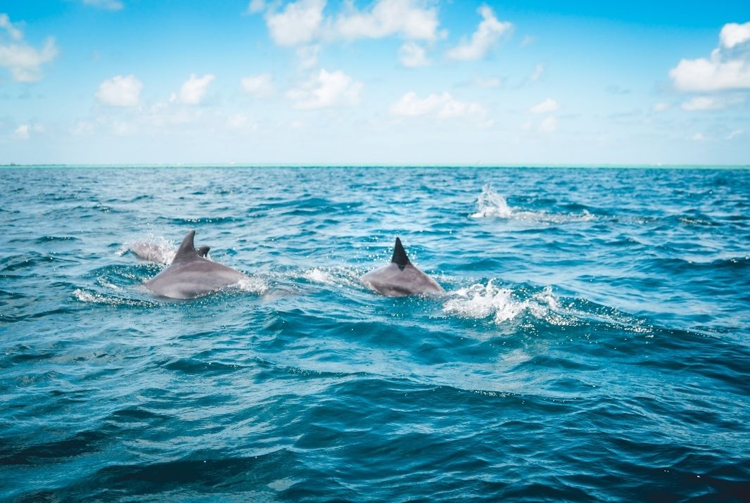 Group of dolphins swimming on the top of the water