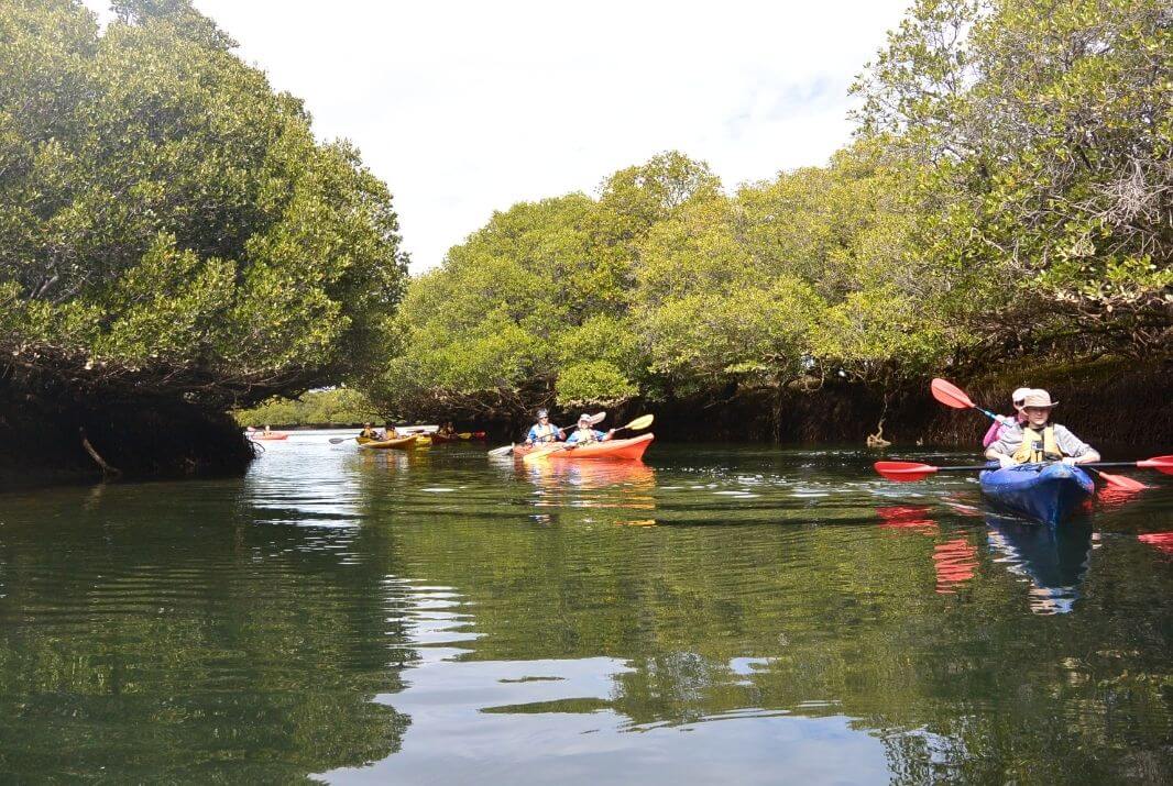 Tour group kayaking through river
