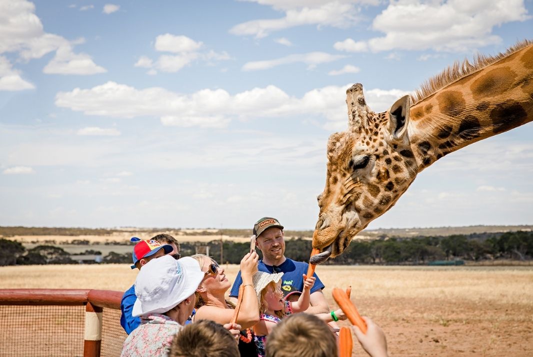 Family feeding carrots to Giraffe at Monarto Zoo Adelaide