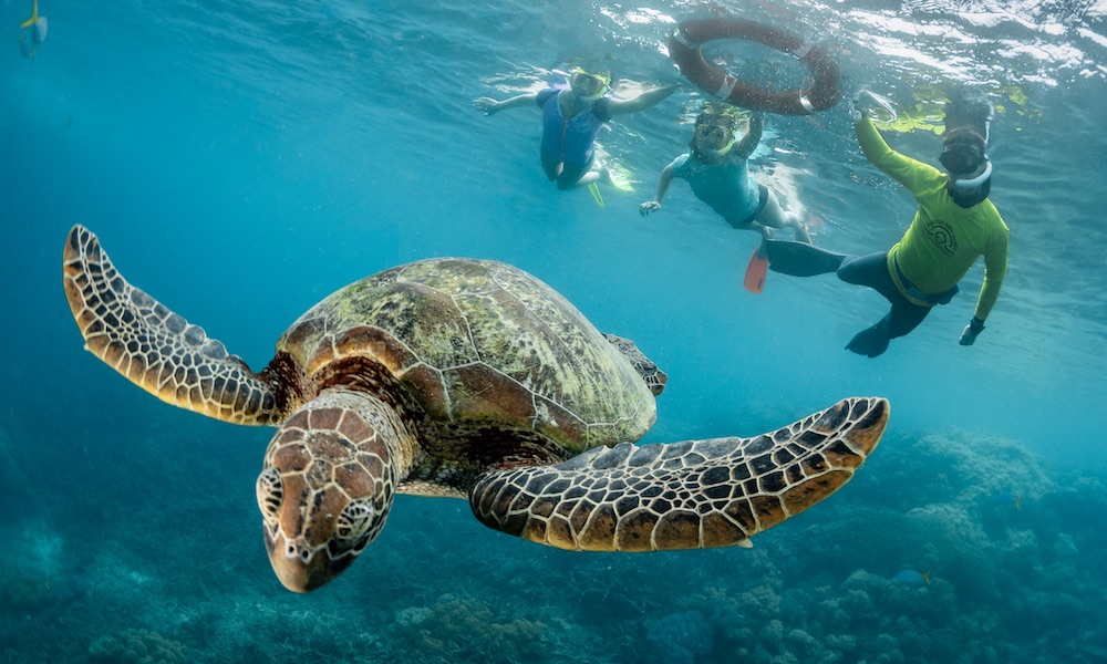 Family in ocean snorkelling underwater watching a turtle