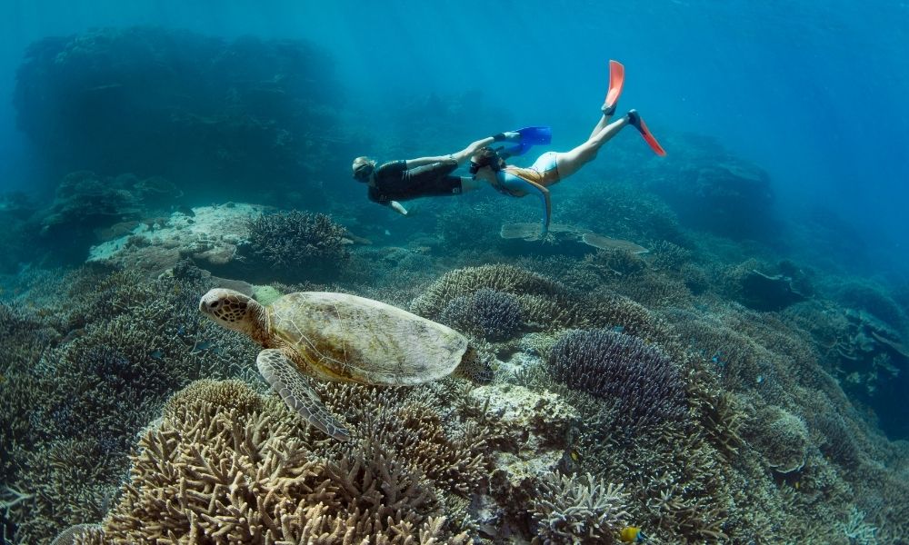 Two snorkellers swimming through the Great Barrier Reef