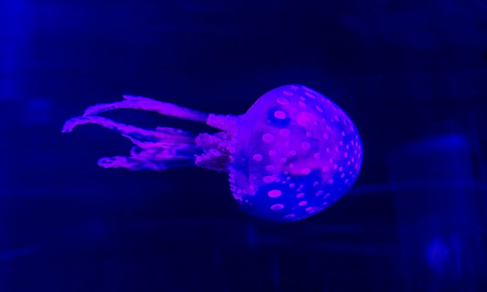 Jelly Fish at SEA LIFE Sunshine Coast