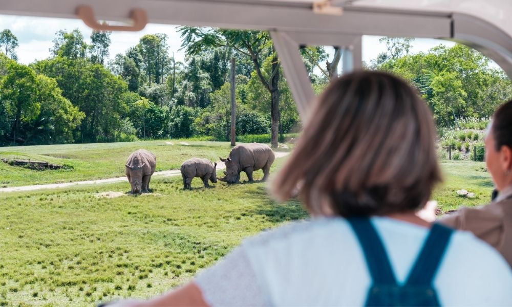 Rhino watching at Australia Zoo Sunshine Coast
