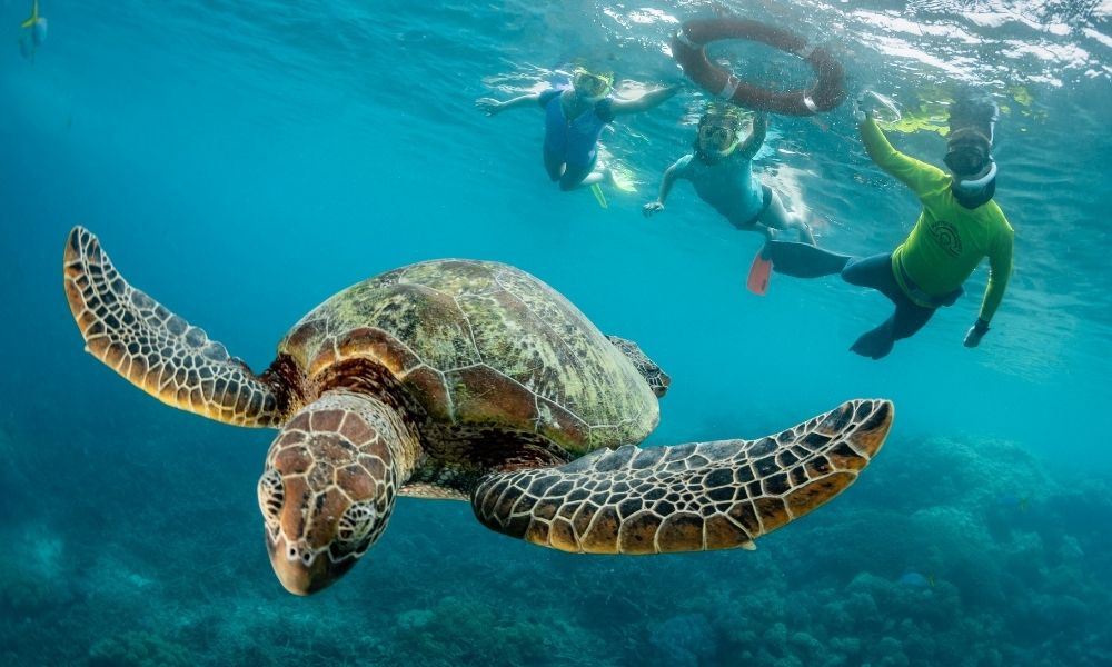 Couple snorkellig with green sea turtles on the Great Barrier Reef
