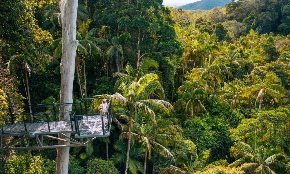Two women look at the views on the Tamborine Rainforest Skywalk cantilever