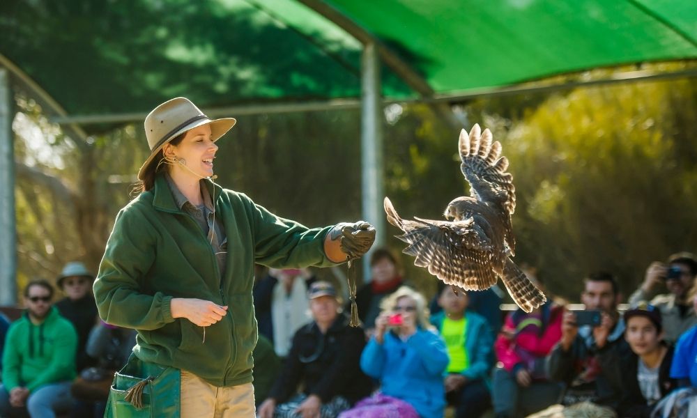 Birds of Prey Show on Kangaroo Island