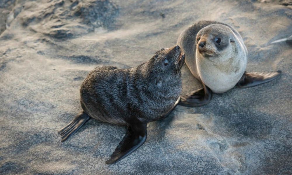 Seal Bay Conservation Park